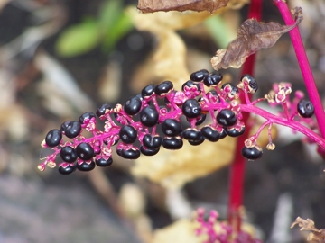 Phytolacca americana / Fitolacca, Cremesina, Uva-turca